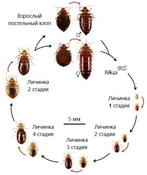 Что такое газация при травле клопов?