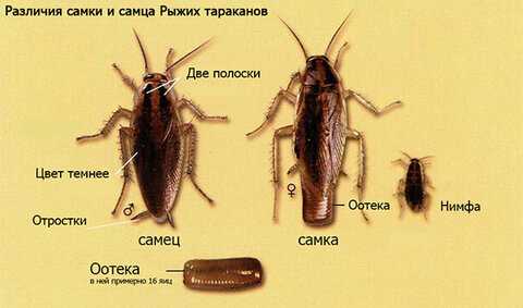 Что такое оотека у тараканов?