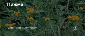 Для чего используется пижма в магии?