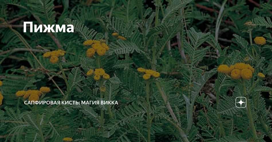 Для чего используется пижма в магии?