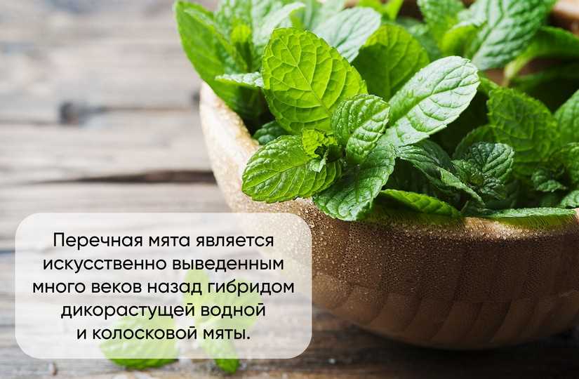 Особенности аромата и вкуса мяты