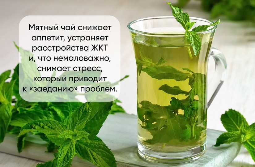 Лечебные свойства мяты в кулинарии