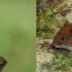 Зачем природе нужны мыши: роль грызунов в экосистеме