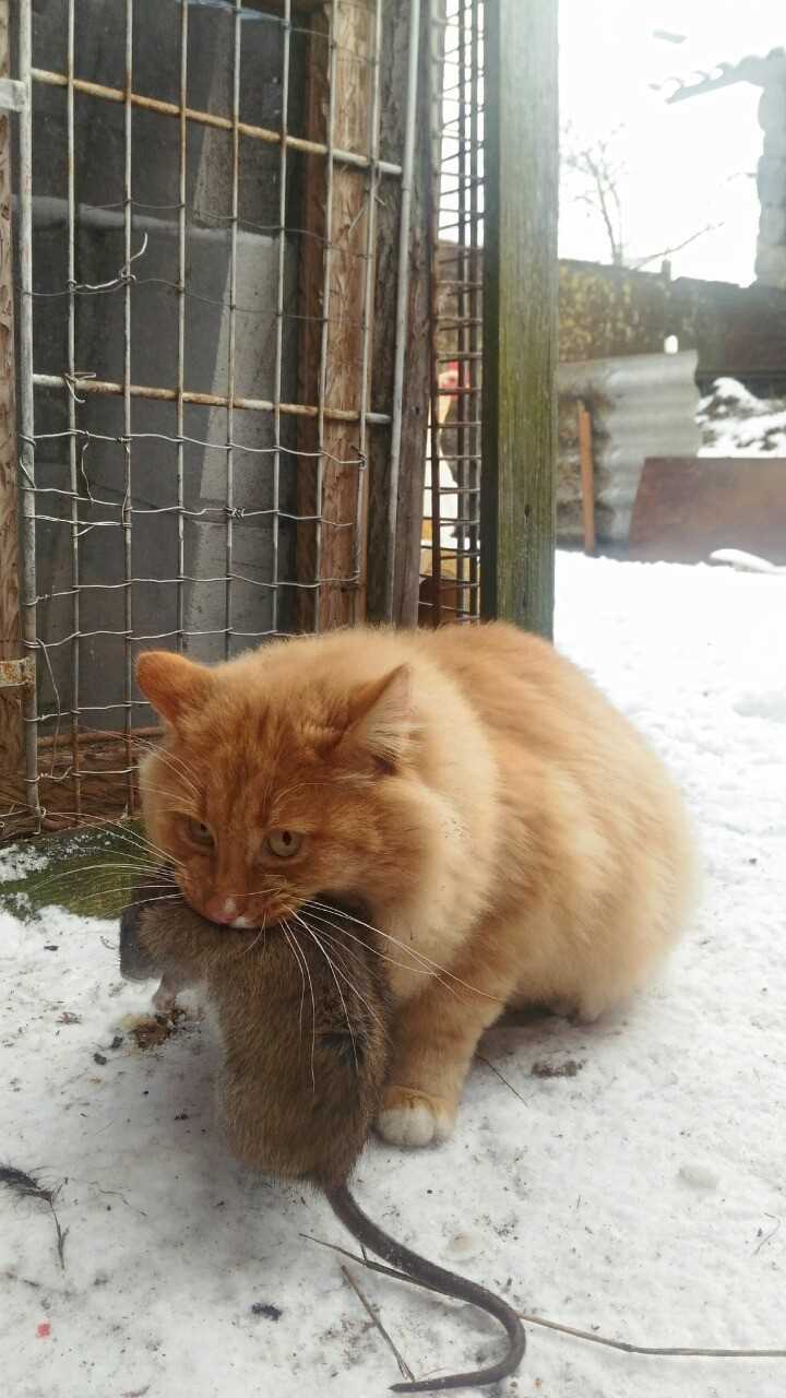 Едят ли кошки крыс?