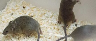 Мыши едят своих сородичей? Узнайте, есть ли мыши в их рационе