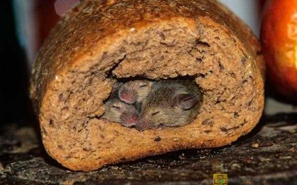 Насекомые и другие животные