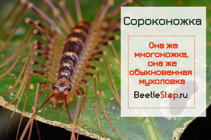 Виды сороконожек
