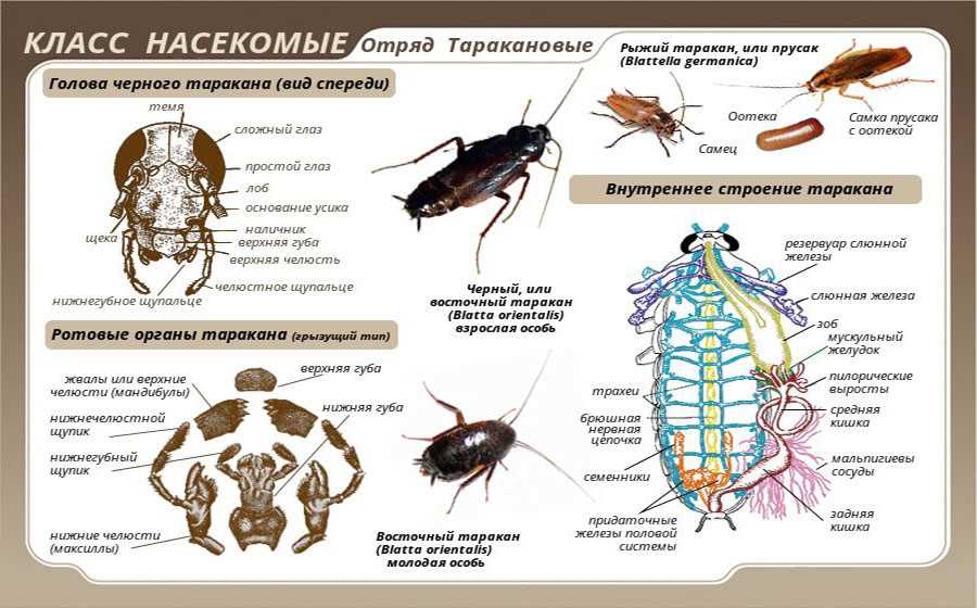 Организация нервных клеток у тараканов