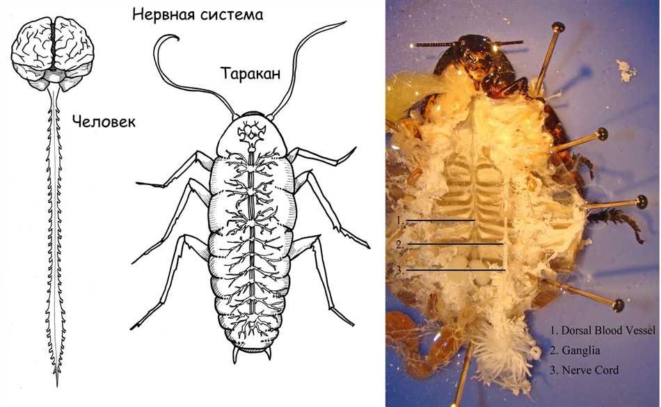 Восприятие и реакции тараканов на внешние раздражители