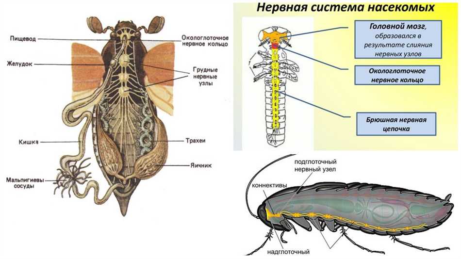 Тараканы и их нервная система