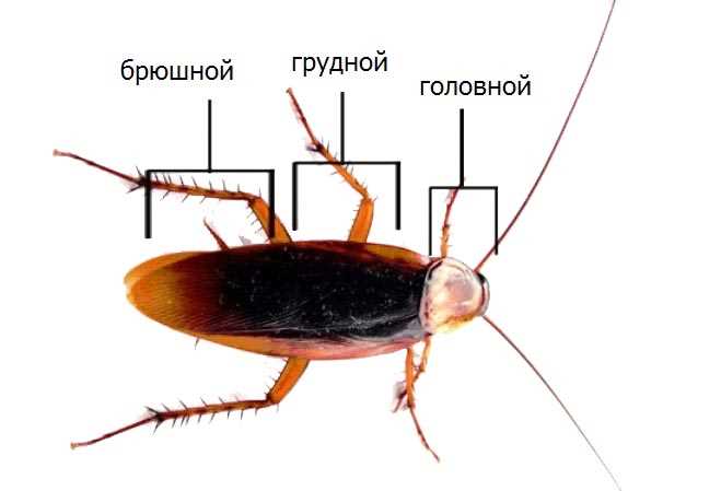 Есть ли у тараканов нервная система?