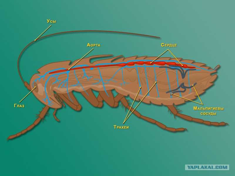 Раздел 2: Сердечно-сосудистая система тараканов