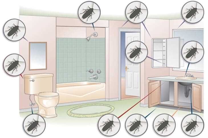 Помещения, где могут обитать тараканы