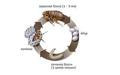 Где появляются блохи?