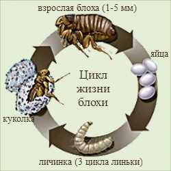 Влияние наличия животных на наличие блох в квартире