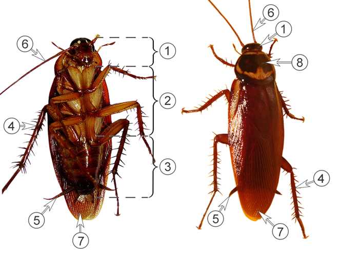 Внешнее строение тараканов