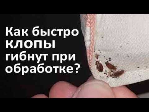 Какую угрозу представляют клопы для здоровья?