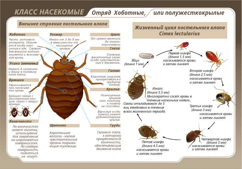 Клопы: определение и особенности