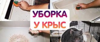 Как часто нужно убирать в клетке у крыс?