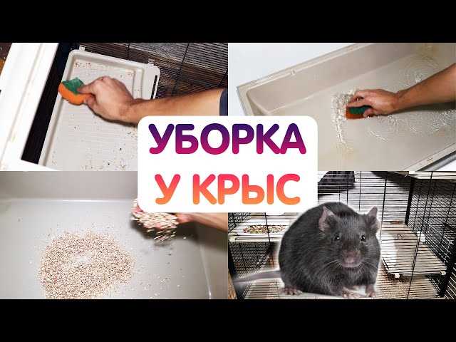 Как часто нужно убирать в клетке у крыс?