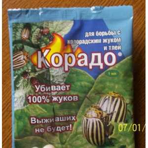 Как использовать Корадо от колорадского жука?