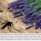 Как использовать лавандовое масло от комаров в домашних условиях: советы и рецепты