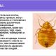 Как быстро избавиться от клопов из одежды в домашних условиях?