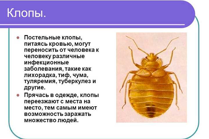 Как избавиться от клопов из одежды в домашних условиях быстро?