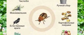 Как полынь поможет избавиться от колорадского жука: эффективные способы и советы