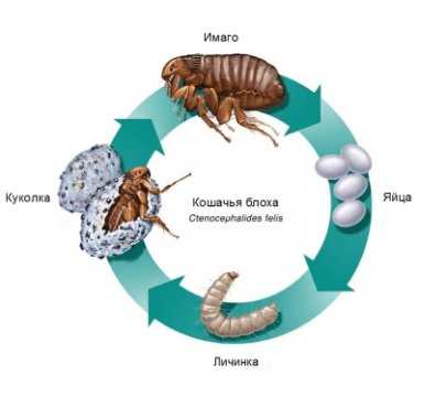 Блохи: вранье или правда?