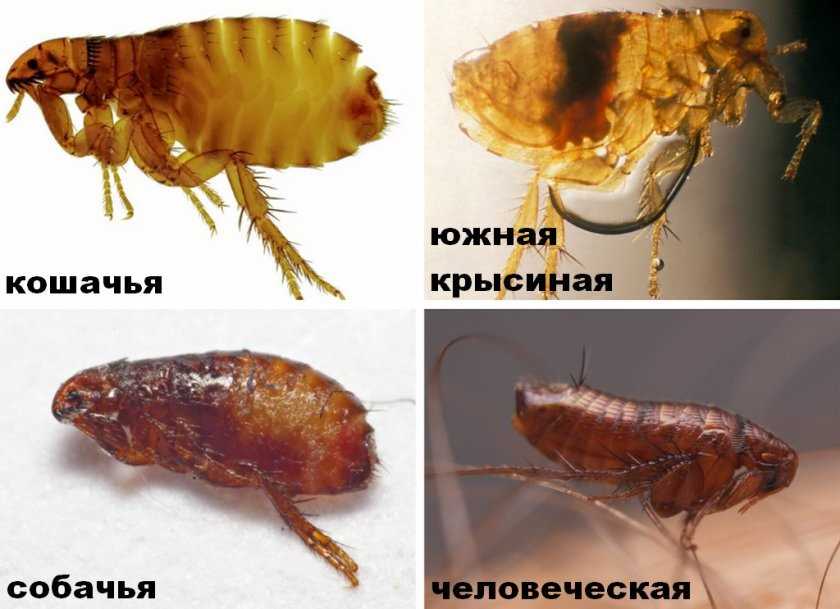 Потенциальные опасности, связанные со змеляными блохами