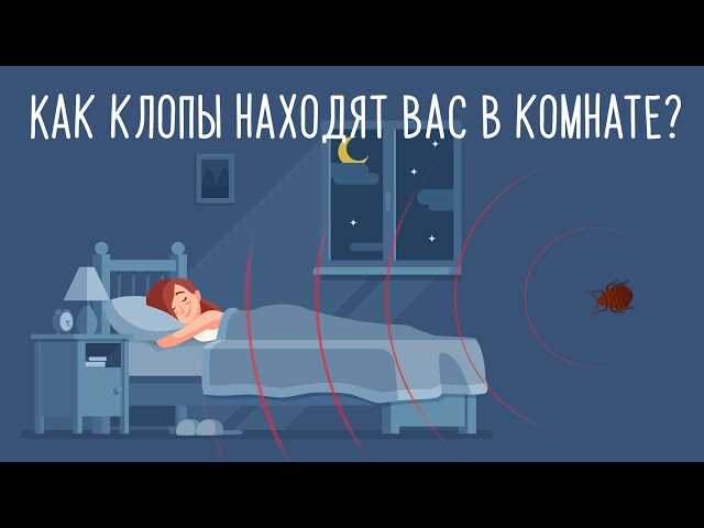 Факторы, которые способствуют притягательности человека для клопов