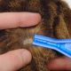 Как мыть котенка от блох полынью? Простые и эффективные советы