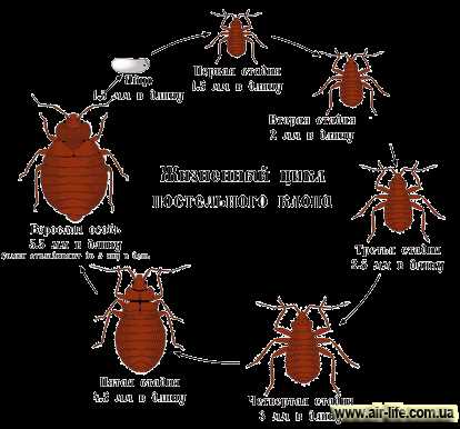 Естественные средства борьбы с клопами: