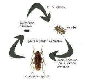 Название личинки таракана