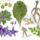 Растение от ведьм: как называется и чем известно