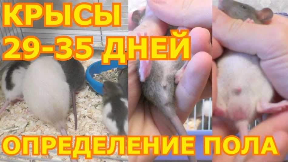 Активность и подвижность