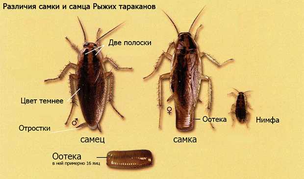 Наличие или отсутствие крыльев у самок