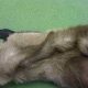 Как правильно отпаивать кошку при обезвоживании: советы и рекомендации
