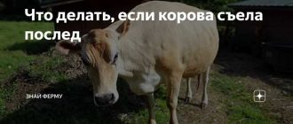 Что делать, если корова съела послед? Советы по уходу и помощь животному