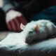 Как узнать, что крыса отравилась: признаки и симптомы
