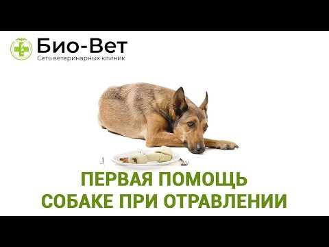 Признаки белкового отравления у собаки