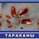 Как различить таракана и жука? — Признаки и отличительные черты