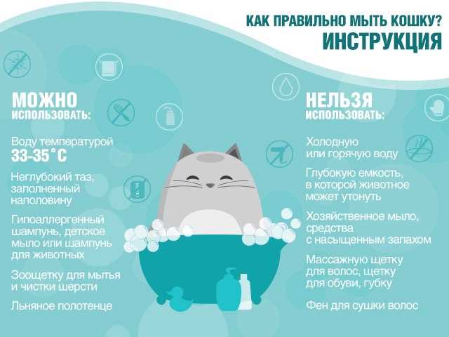 Как правильно мыть кошку от блох шампунем?