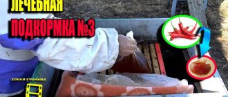 Полынь для пчел: правила приготовления подкормки и ее использования