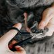 Как правильно убить блох у котов каплями? Руководство для профессионалов