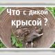 Как приручить дикую крысу: советы и рекомендации