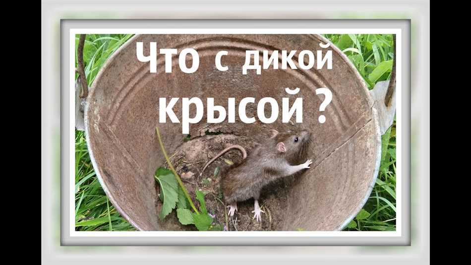 Как приручить дикую крысу?