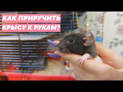 Как приручить крысу rats?