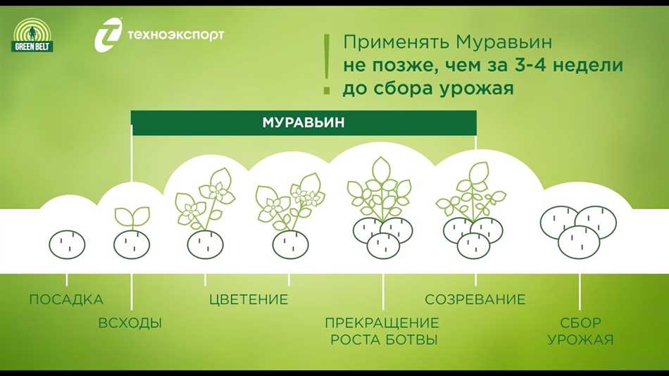 Организация муравьиной колонии